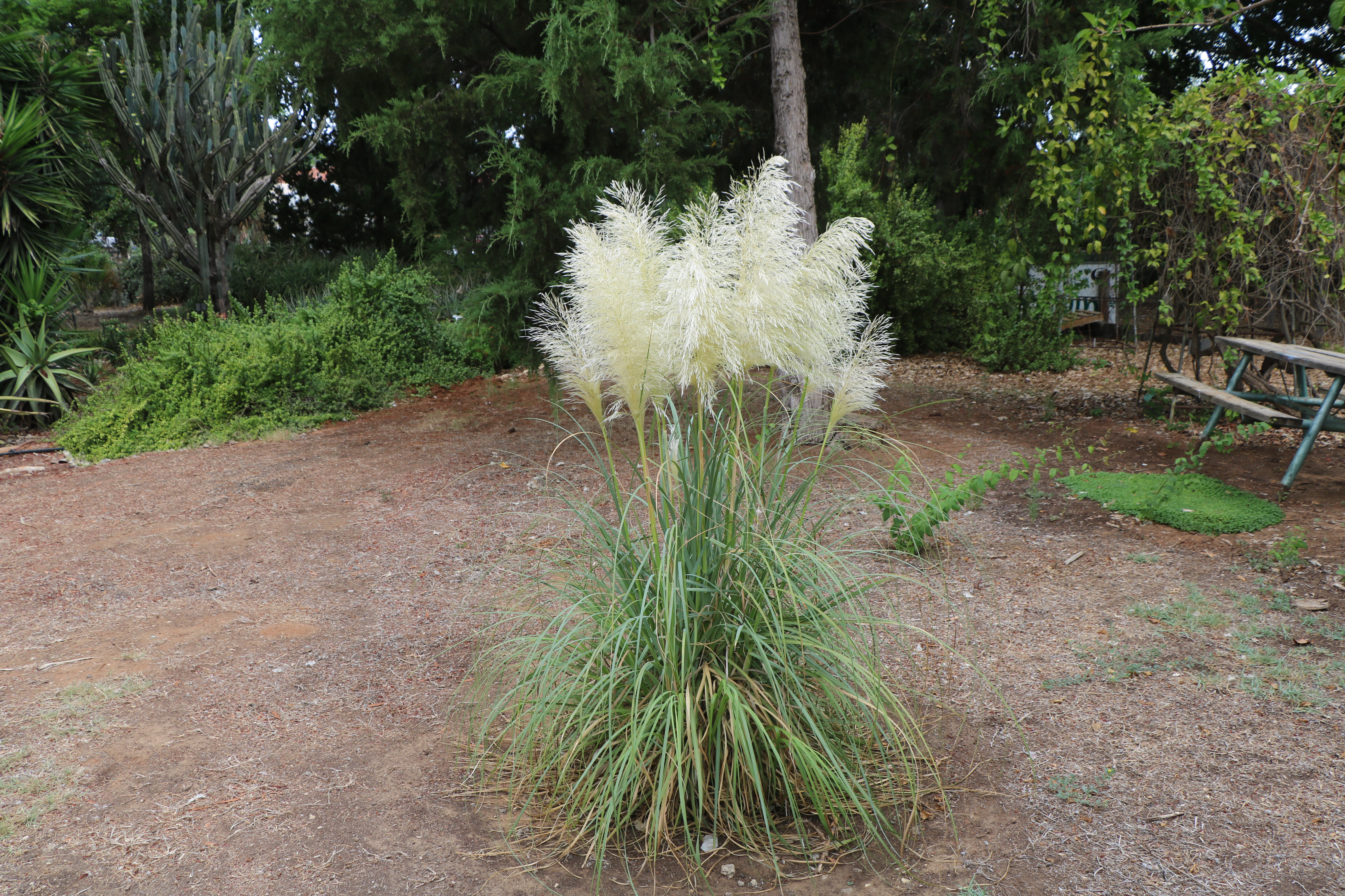 Cortaderia